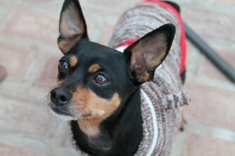 Miniature Pinscher HD Wallpaper