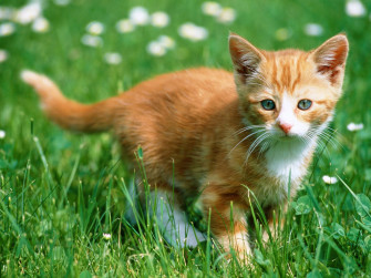 Cute Cat Wallpaper
