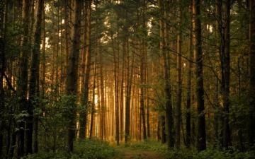 Forest Trees Wallpaper Landscape Nature In Jpg Format