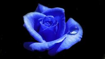 Blue Rose Wallpaper