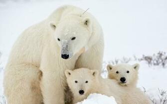 White Bear With Babies Widescreen HD Desktop Background Wallpaper