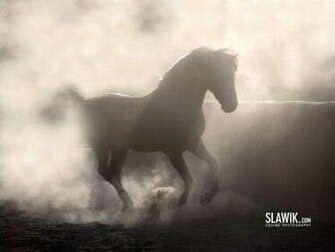 Slawik Horse Wallpaper Horses