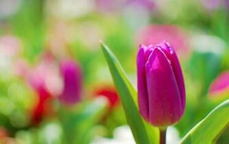 Tag Purple Tulips Flowers Wallpaper Background Photos Image And