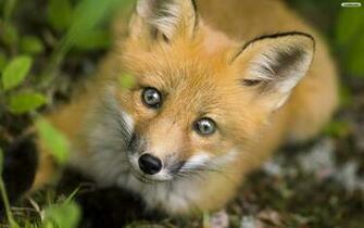 Wallpaper Pretty Fox