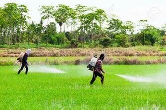 Best People Are Spraying Insecticides On Trees Wallpaper Image