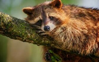 Raccoon Computer Wallpaper Desktop Background Id