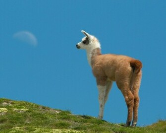 Llama Wallpaper Quoteko