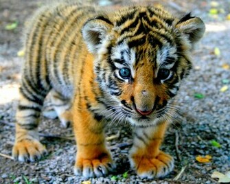 Cute Tiger Cub Desktop Pc And Mac Wallpaper