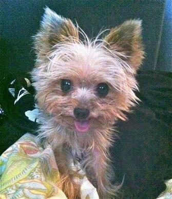 Teacup Yorkie My Granddog Pixdaus