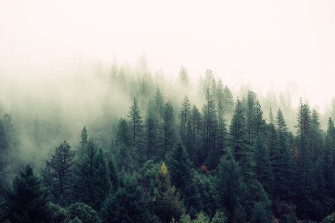 Fog Wallpaper HD