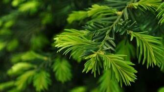 Green Nature Trees Christmas Pine Wallpaper