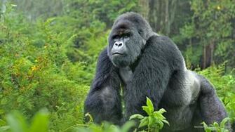 Mountain Gorilla Silverback Rwanda Wallpaper Gorillas