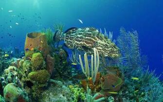 Sea Creatures Wallpaper