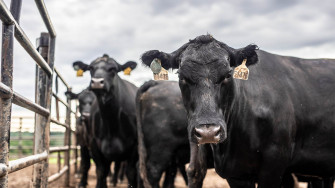 Black Angus Cattle Operations Roseda Farm