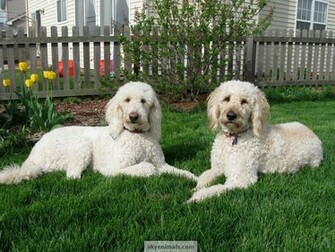Wallpaper Goldendoodle Image