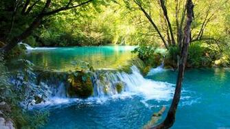 Wallpaper Water Jungle Trees And Branches Desktop