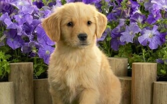 Wallpaper Puppy Labrador Image Yellow Walls