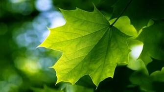 Wallpaper For Pc Android Mobile Windows Name