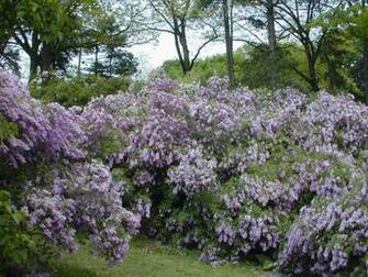 Lilac Tree Pictures