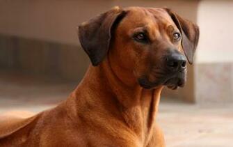Rhodesian Ridgeback High Quality Wallpaper