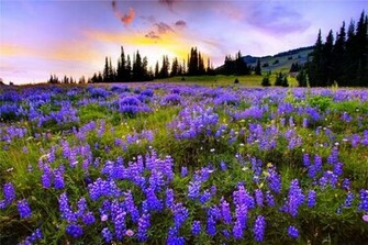 Field Of Flowers Mauve Wallpaper