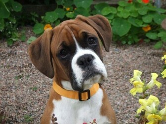 Cute Boxer Puppy Dogs Wallpaper