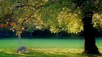 Wallpaper Summer Grass Park Dog People Photo