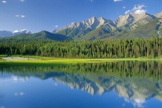 Nature Wallpaper Pine Trees