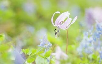 Wallpaper Desktop Widescreen Flowers
