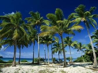 Wallpaperdisk Palm 20trees Wallpaper Html