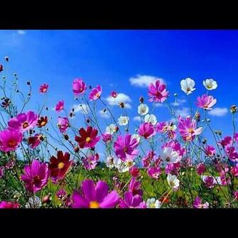 Summer Wallpaper Screensavers