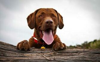 Labrador Dog Wallpaper