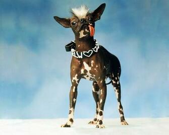 Ugly Dog Wallpaper