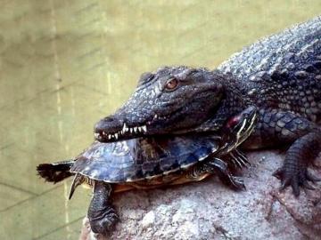 Reptiles Wallpaper Frogs Background Crocodiles