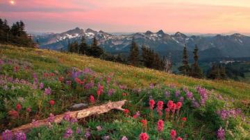 Nature Landscapes Fields Meadow Flowers Trees Mountains Sky Skies