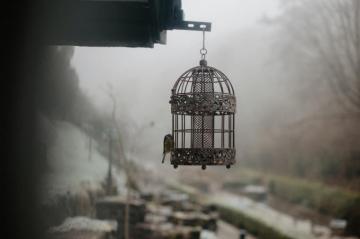 1k Bird Cage Pictures Image