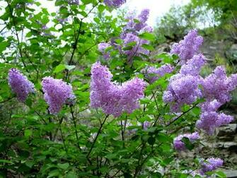 Lilac Bush
