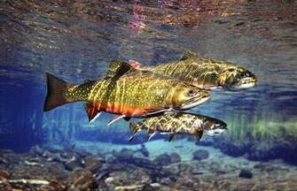 Brown Trout And Brook Photos