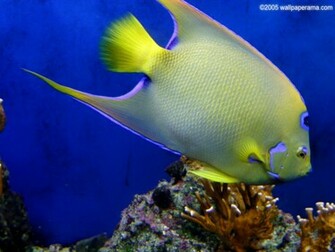 Tropical Fish Wallpaper HD Background Image Pictures