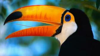 Birds Brazil Wallpaper National Park
