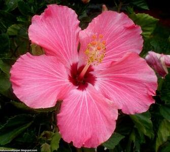 Hibiscus Flower Wallpaper HD Widescreen
