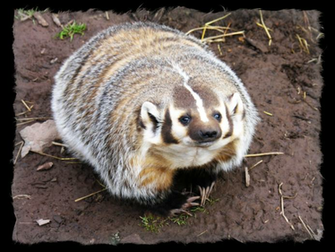 Badger Wallpaper Image Search Results