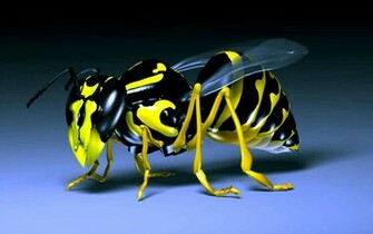 3d Bee Wallpaper