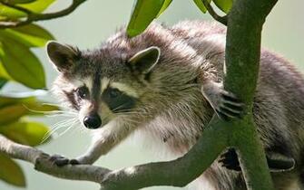Raccoon Computer Wallpaper Desktop Background Id