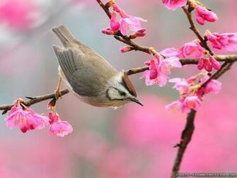 Oiseau Branches Fleurs Printemps Wallpaper HD Le De