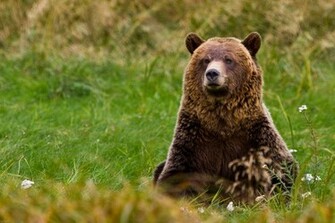 Grizzly Bear Wallpaper