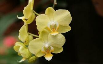 Orchid Wallpaper Beautiful Orchids In Widescreen