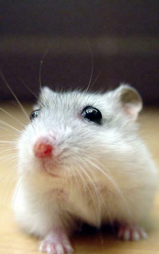 Black Eyed White Mouse iPhone Plus HD Wallpaper Ipod