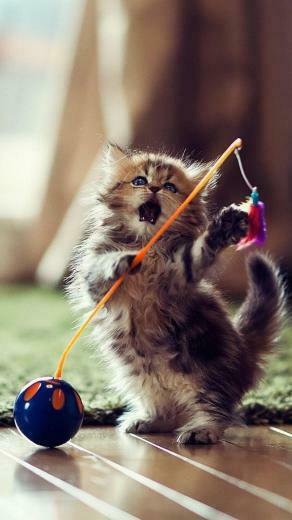 Cat Galaxy S4 Wallpaper HD