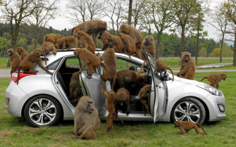 Baboon Full HD Wallpaper And